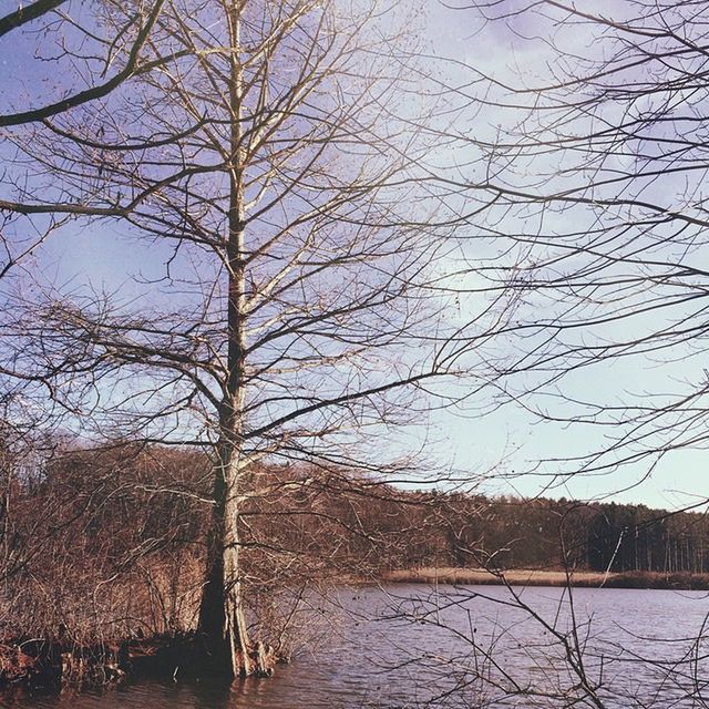 BARE TREES REFLECTING IN LAKE