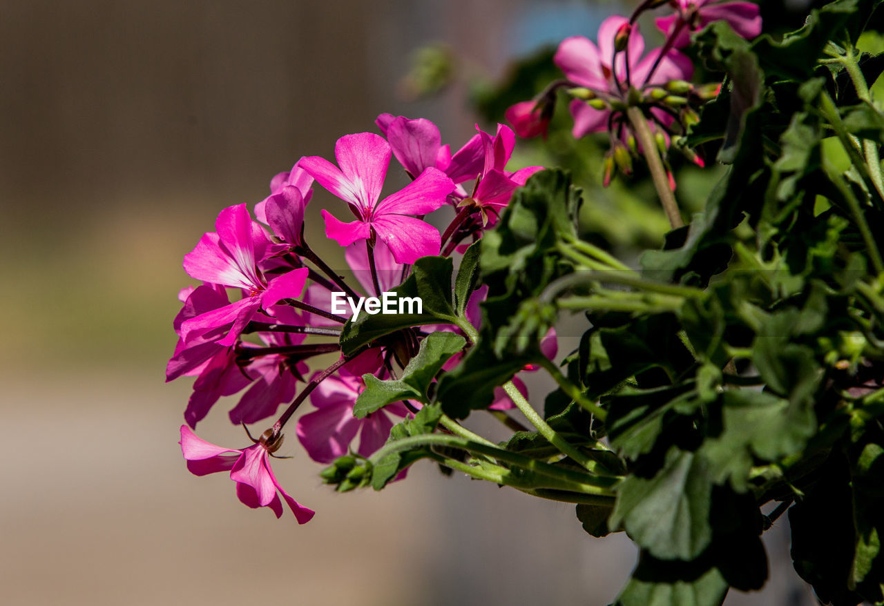 Close-up of pink flowers