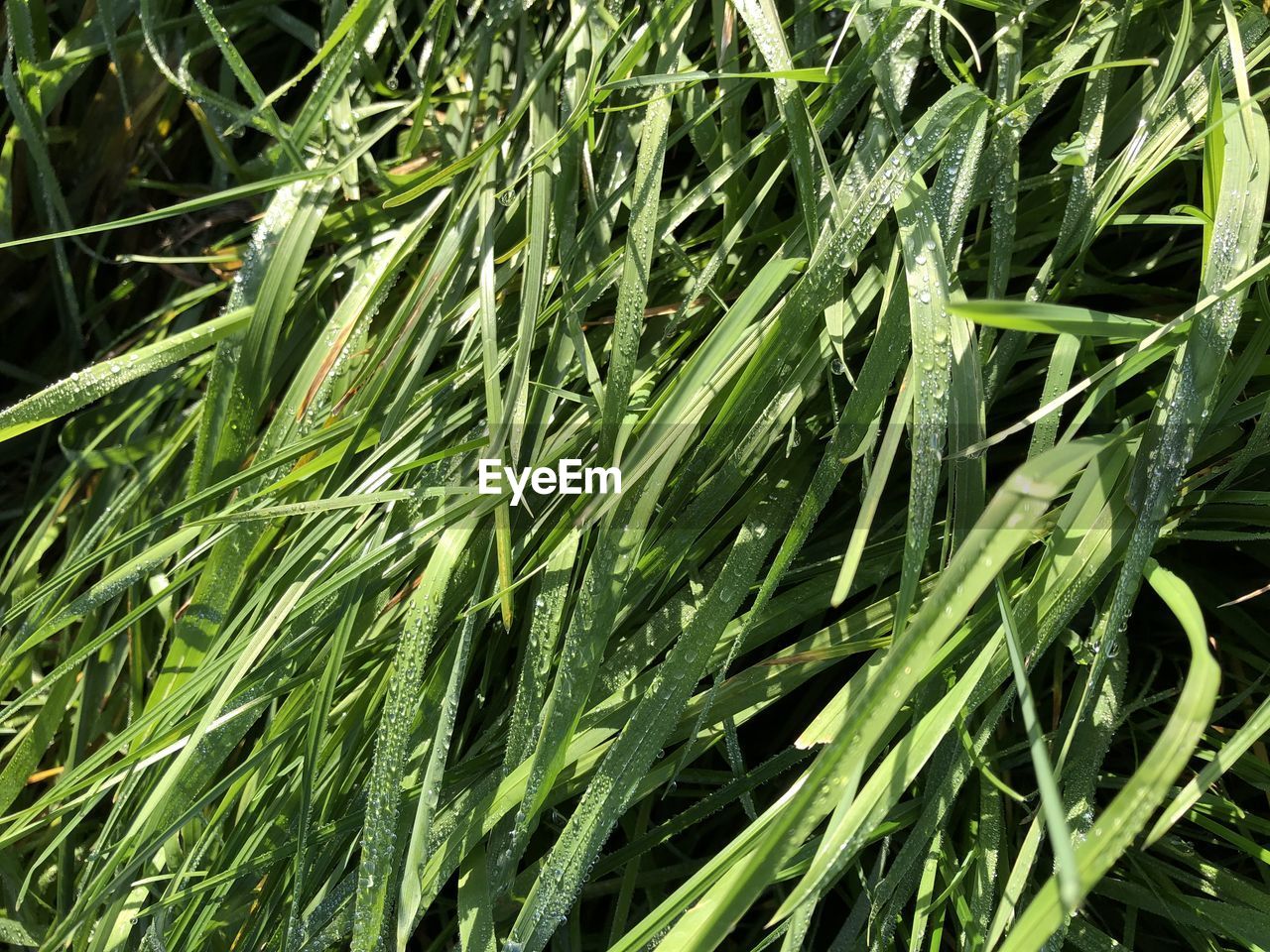 green, grass, plant, growth, nature, full frame, backgrounds, no people, lawn, leaf, beauty in nature, field, land, day, agriculture, close-up, plant stem, plant part, outdoors, freshness, flower, crop, tranquility, high angle view, food and drink, farm, tree, hierochloe, food