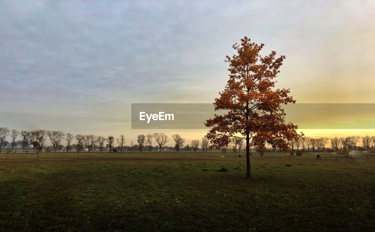 Trees on field against sky during sunset