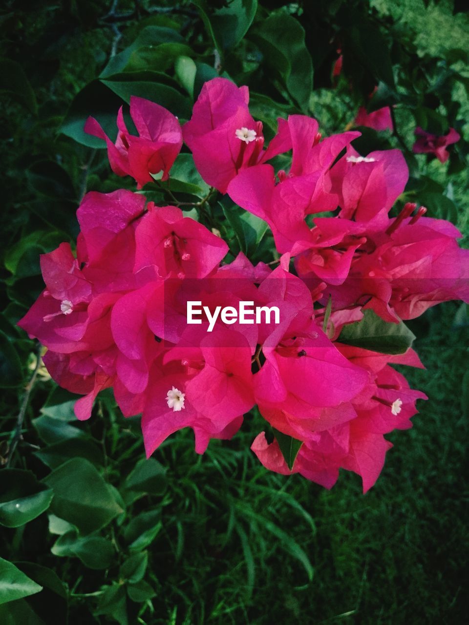 CLOSE-UP OF PINK ROSE FLOWERS IN PARK