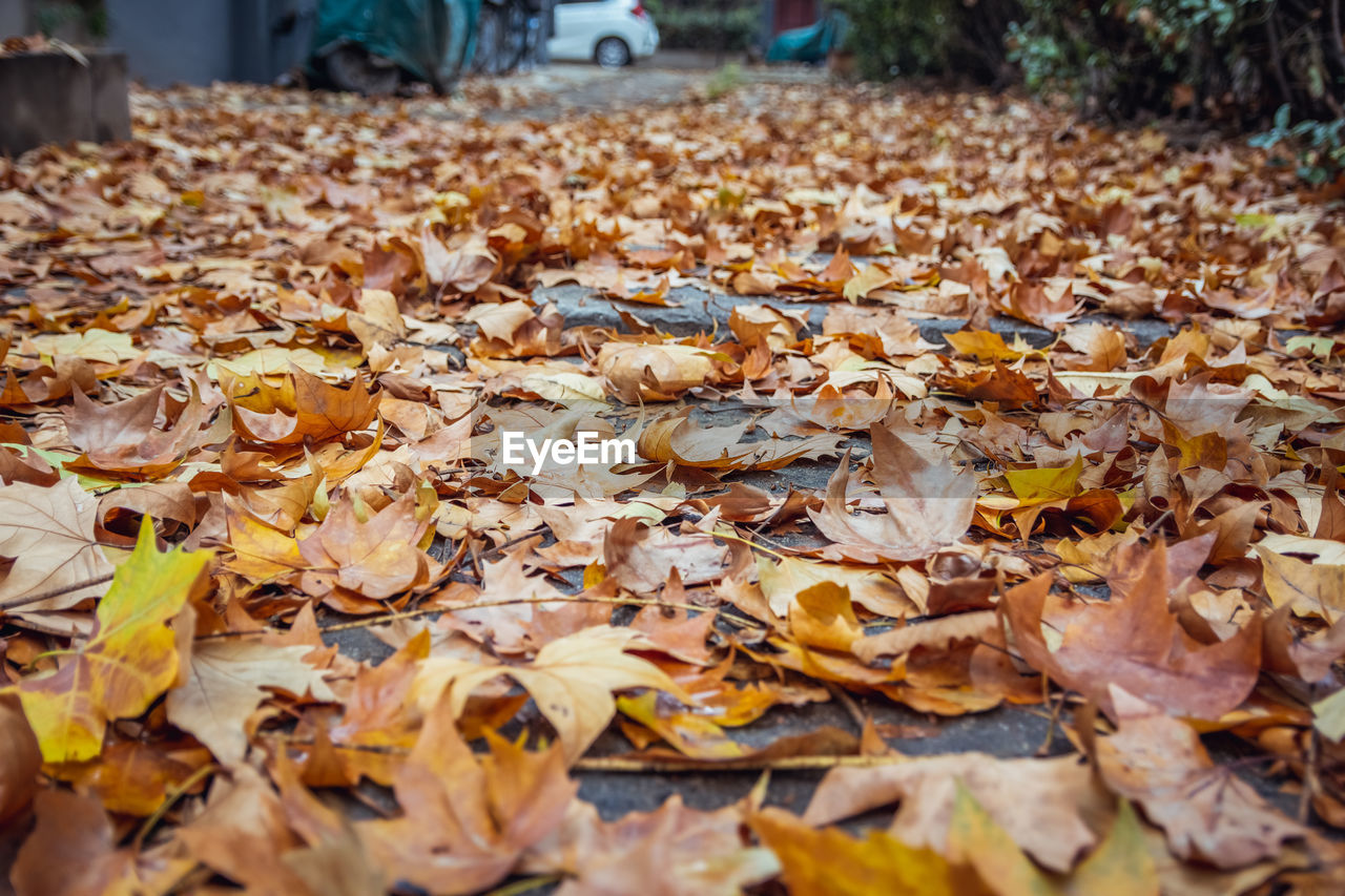 CLOSE-UP OF FALLEN LEAVES ON GROUND