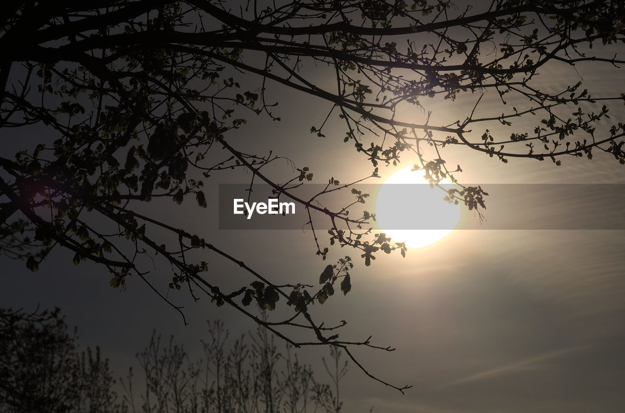 LOW ANGLE VIEW OF SILHOUETTE TREE AGAINST SKY