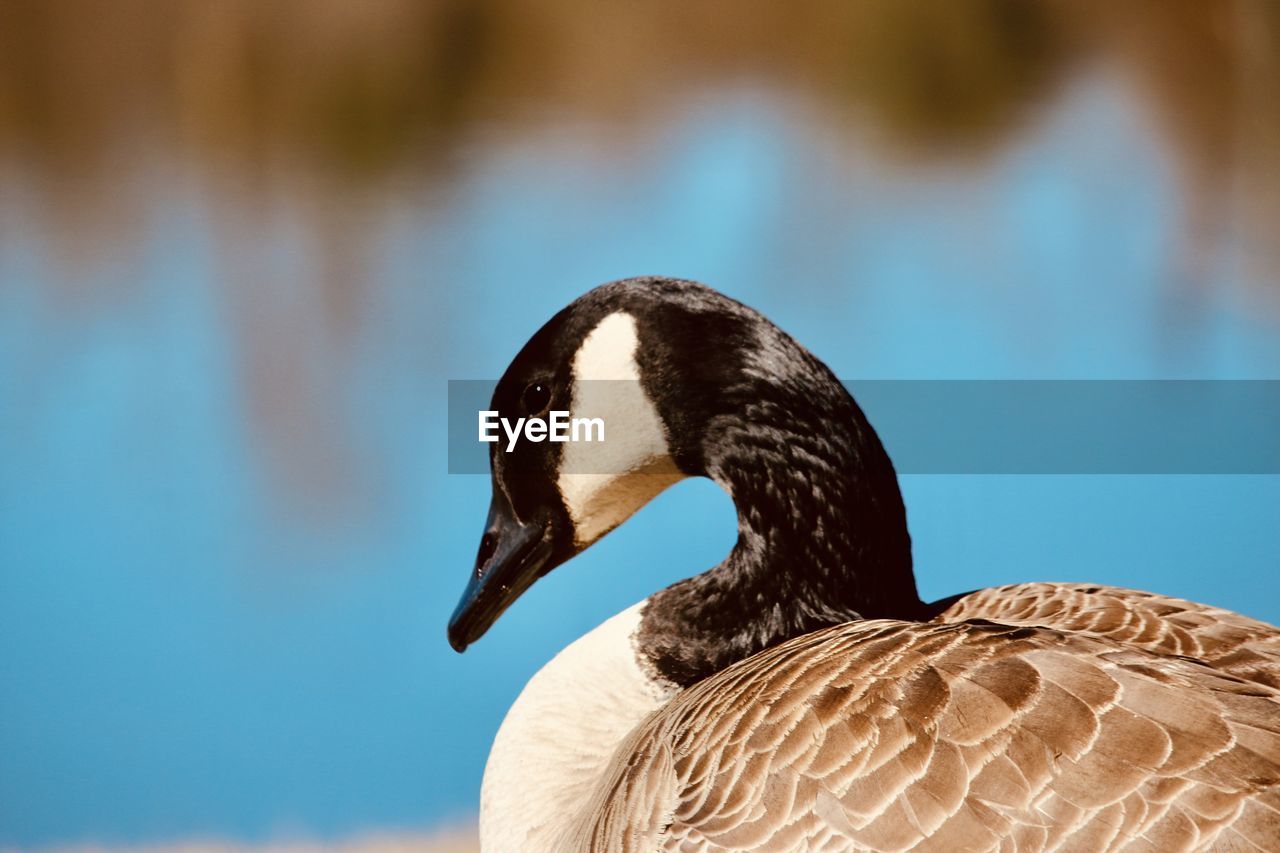 Close-up of a bird