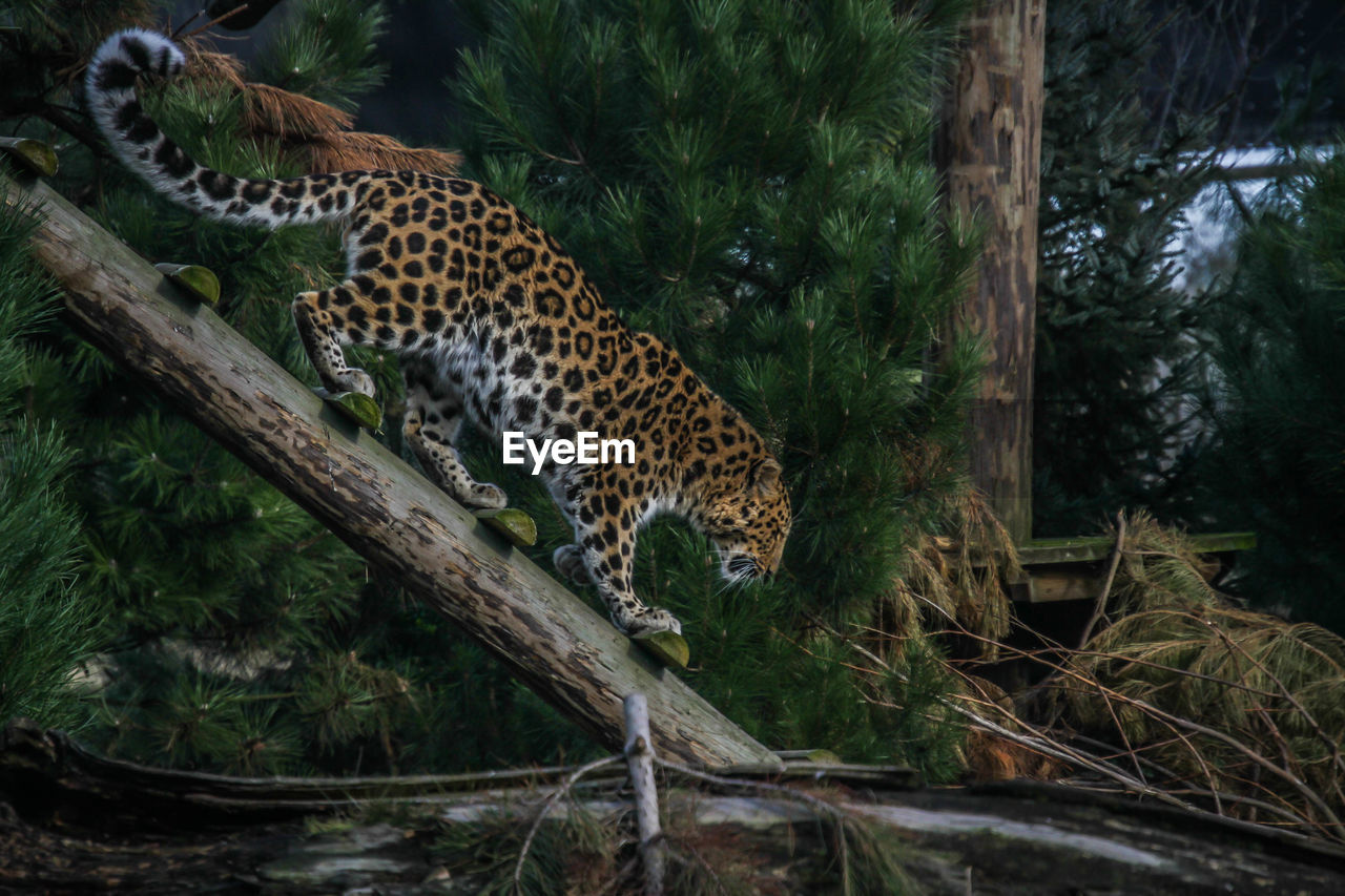 TIGER RELAXING IN TREE