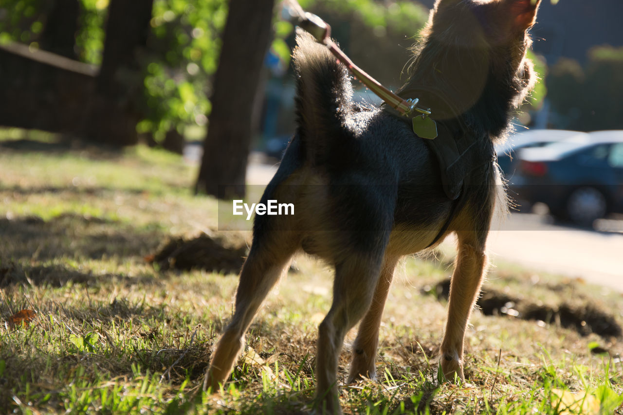 Close-up of dog on field