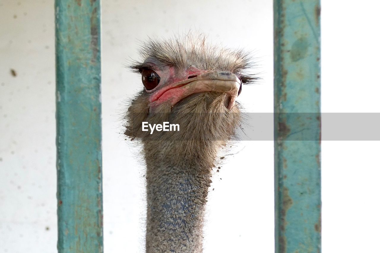 CLOSE-UP OF OSTRICH