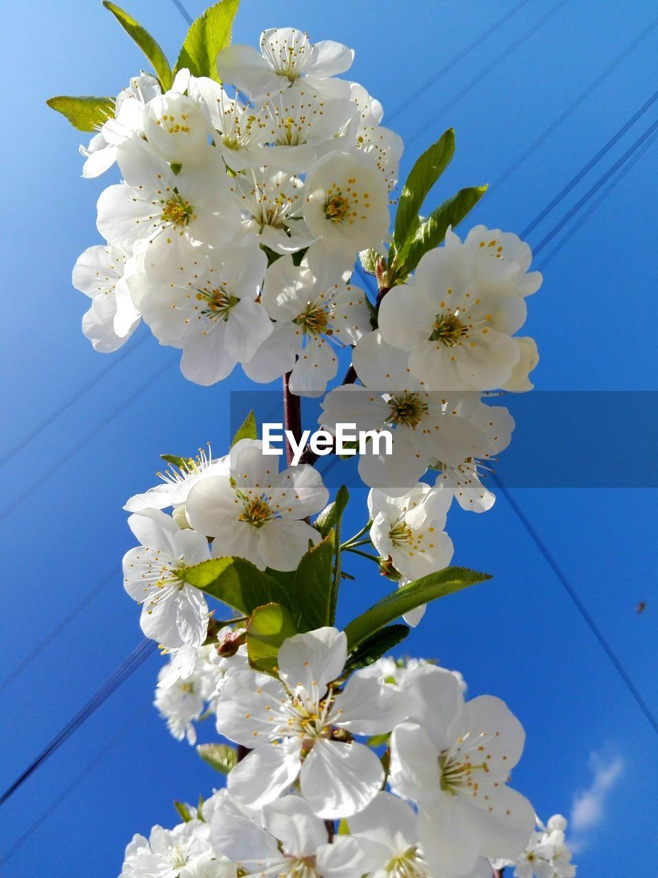 LOW ANGLE VIEW OF WHITE FLOWERS BLOOMING ON TREE AGAINST SKY