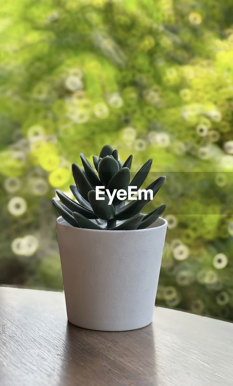 close-up of potted plants on table