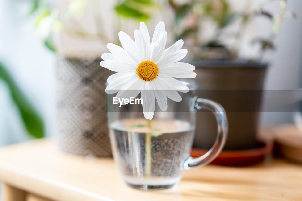 close-up of white flowers on table