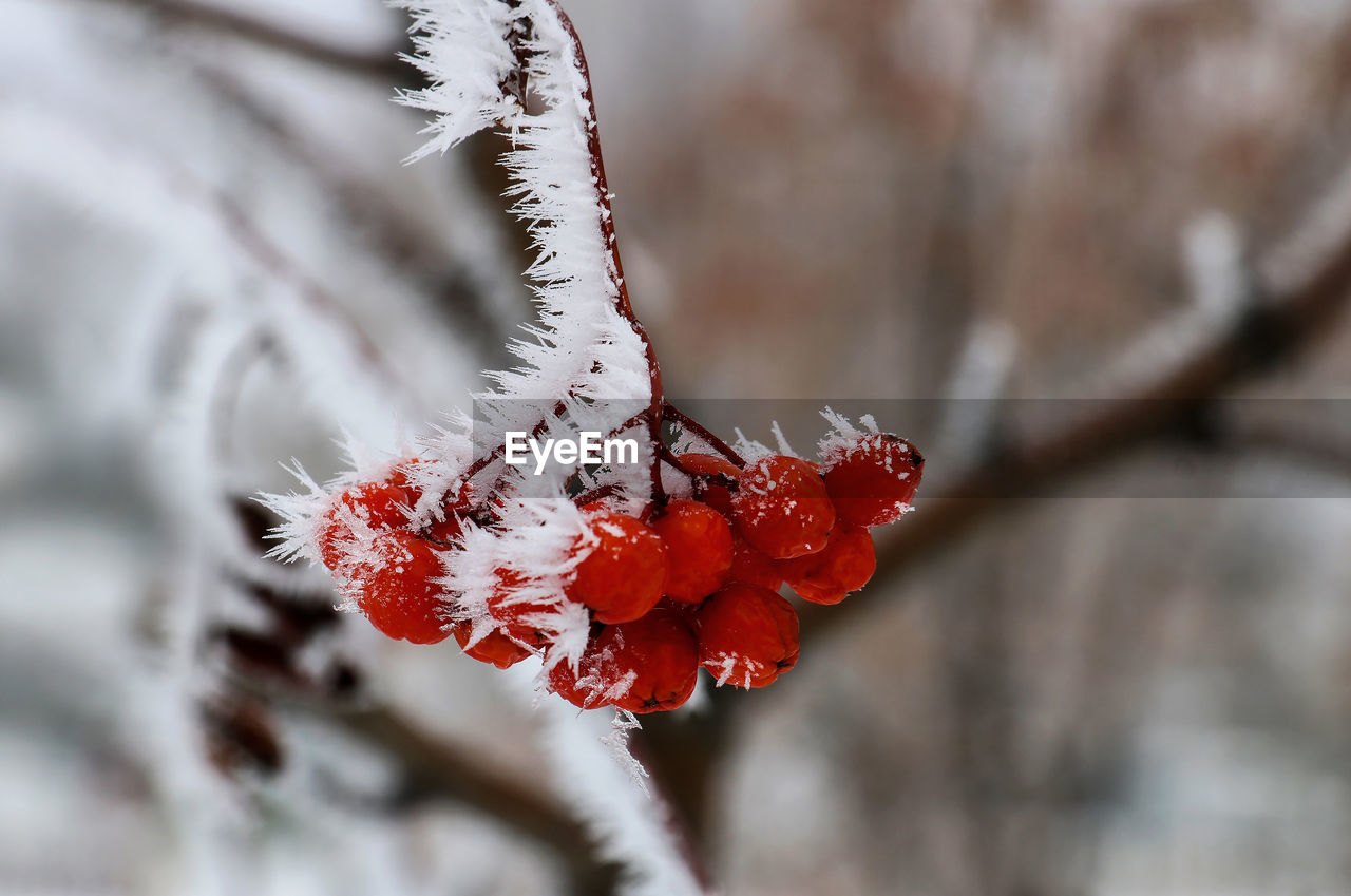 Close-up of frozen flower on tree during winter