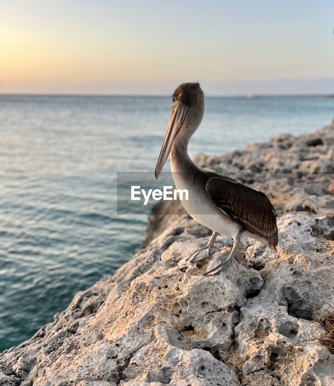 animal, water, animal themes, animal wildlife, pelican, sea, wildlife, seabird, shore, bird, nature, sky, one animal, rock, coast, beach, horizon, horizon over water, beauty in nature, ocean, land, no people, sunset, focus on foreground, outdoors, full length, sand, tranquility, day, scenics - nature, side view