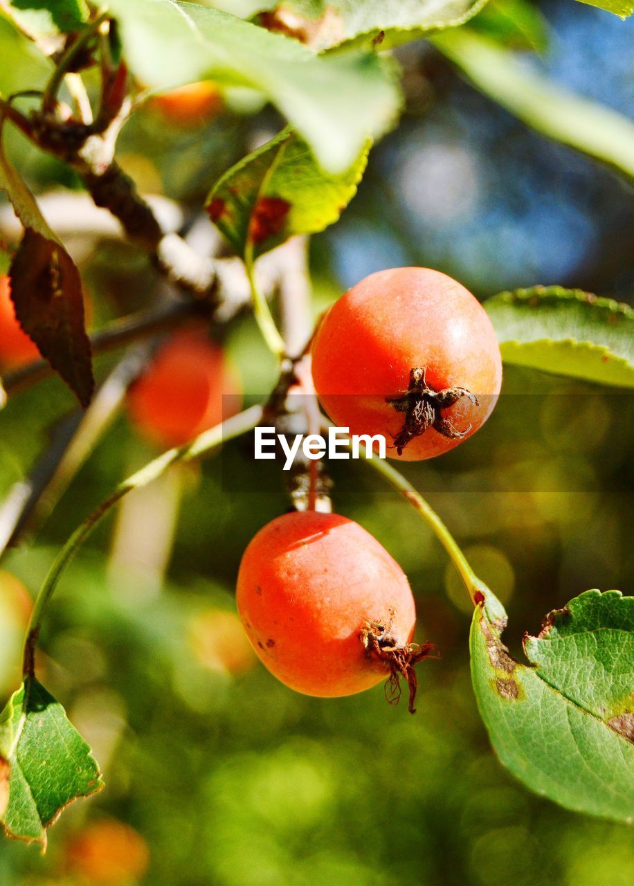 CLOSE-UP OF CHERRIES ON TREE