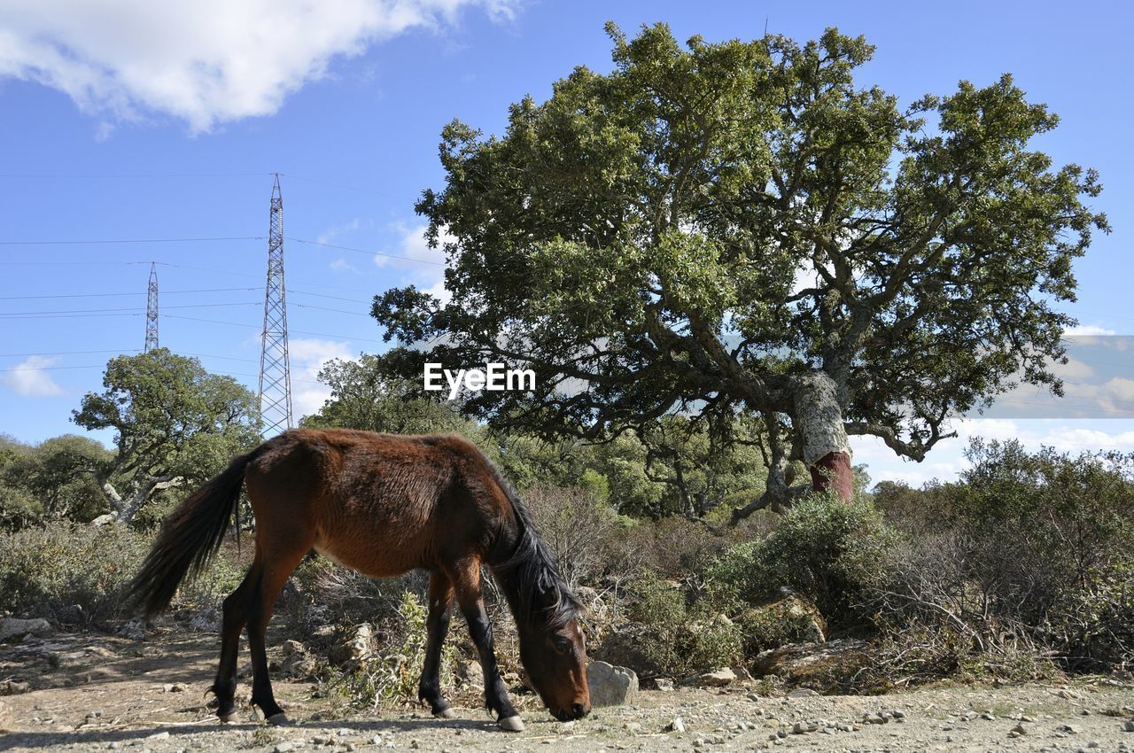 Horse grazing on field against sky