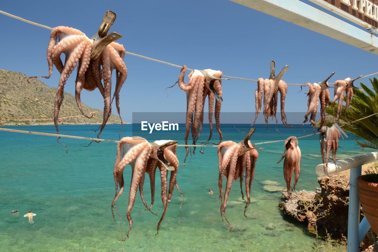 Dead octopus hanging against sea on sunny day