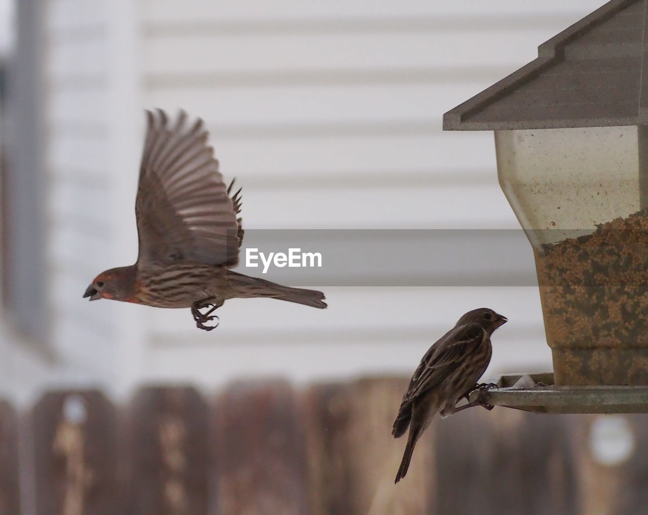 View of birds on bird feeder