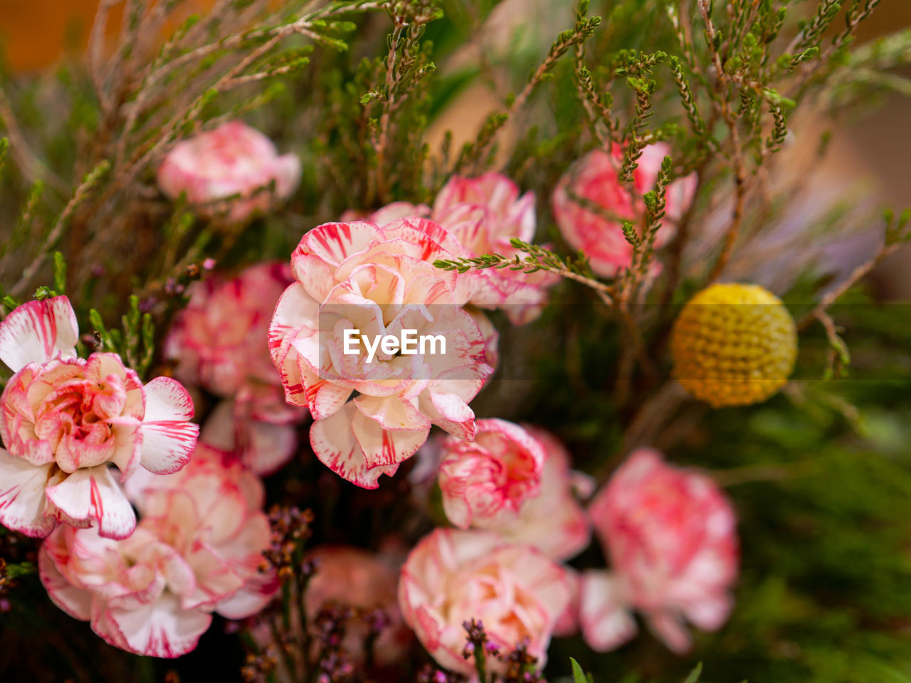 CLOSE-UP OF PINK ROSES