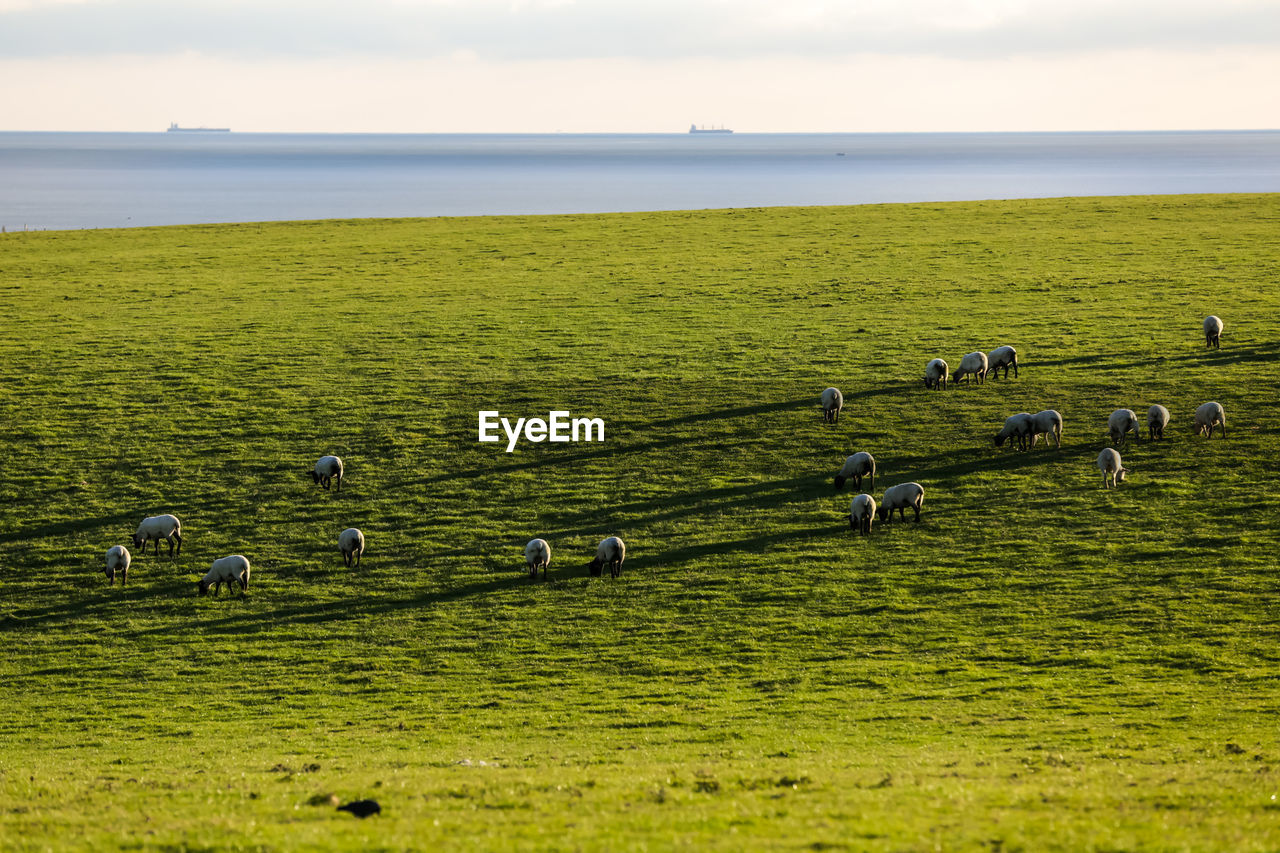 SCENIC VIEW OF SEA