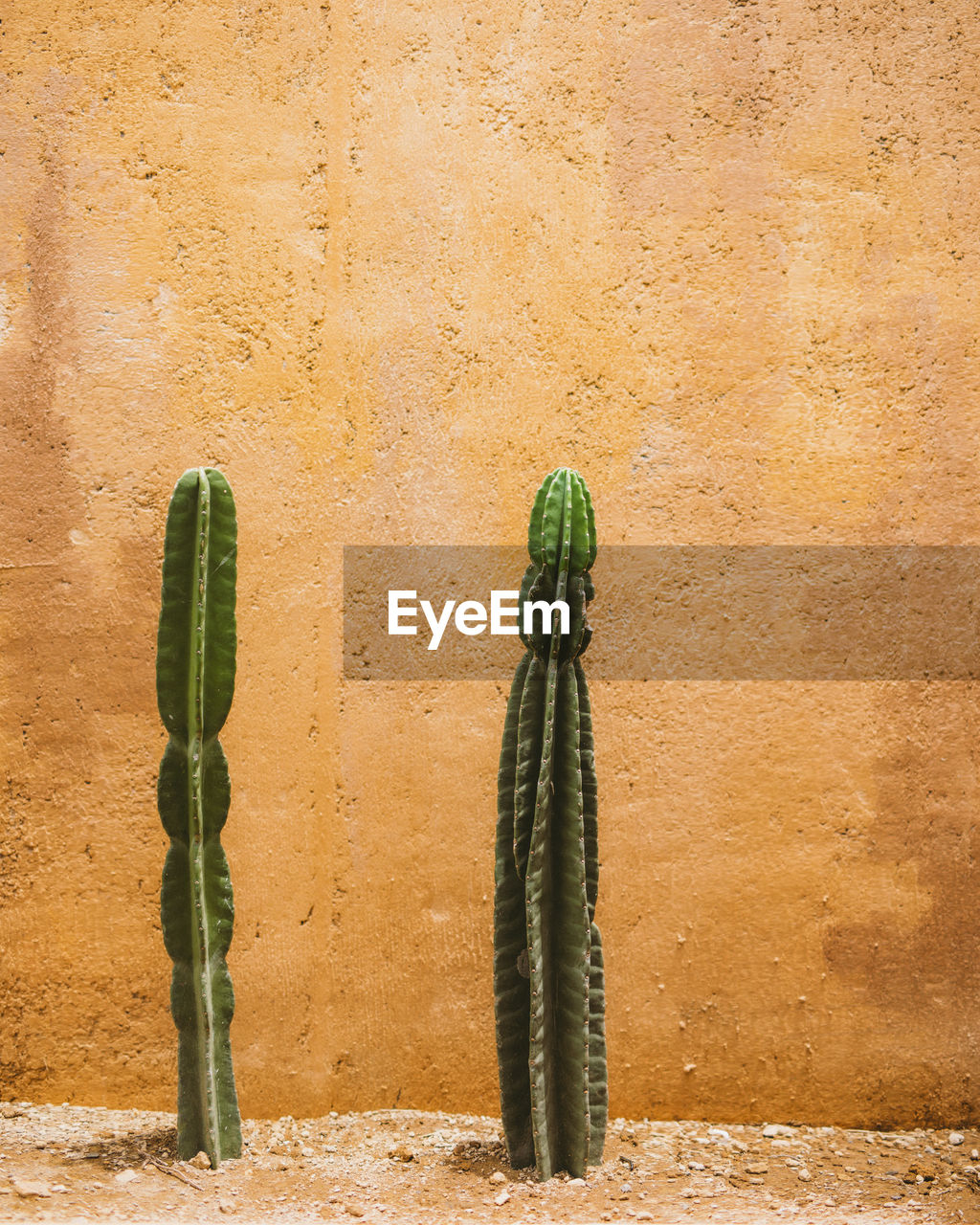 Cactus plant against wall