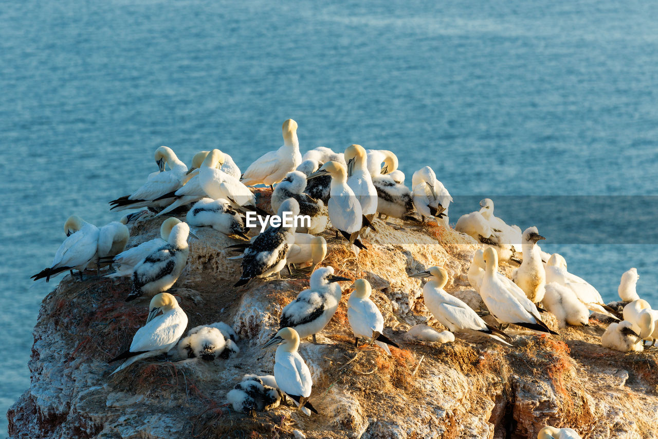 Gannets sitting on a rock cliff