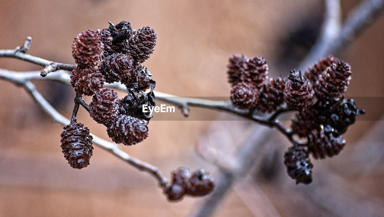 Close-up of snow on plant