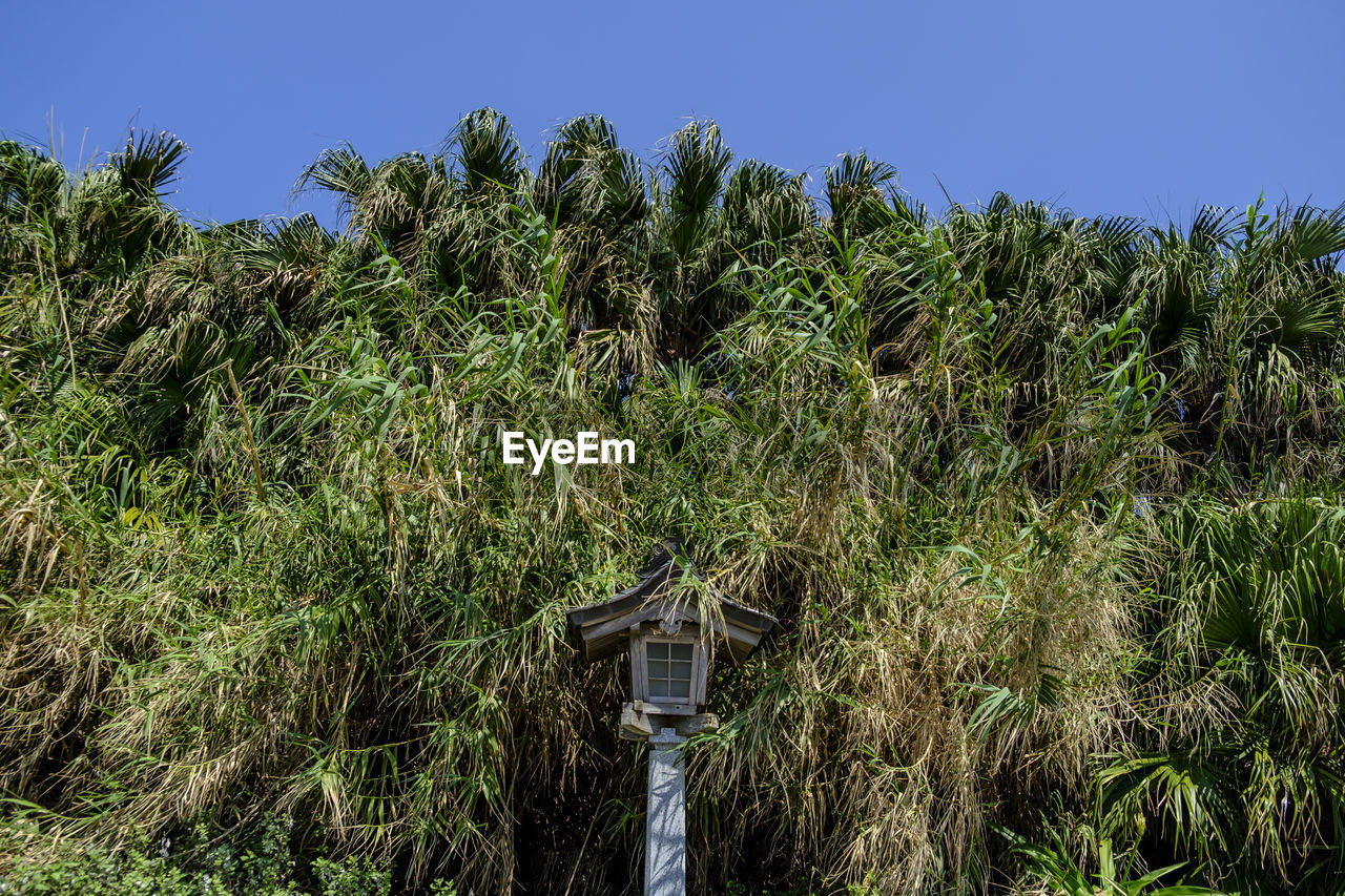 Palm trees against clear sky