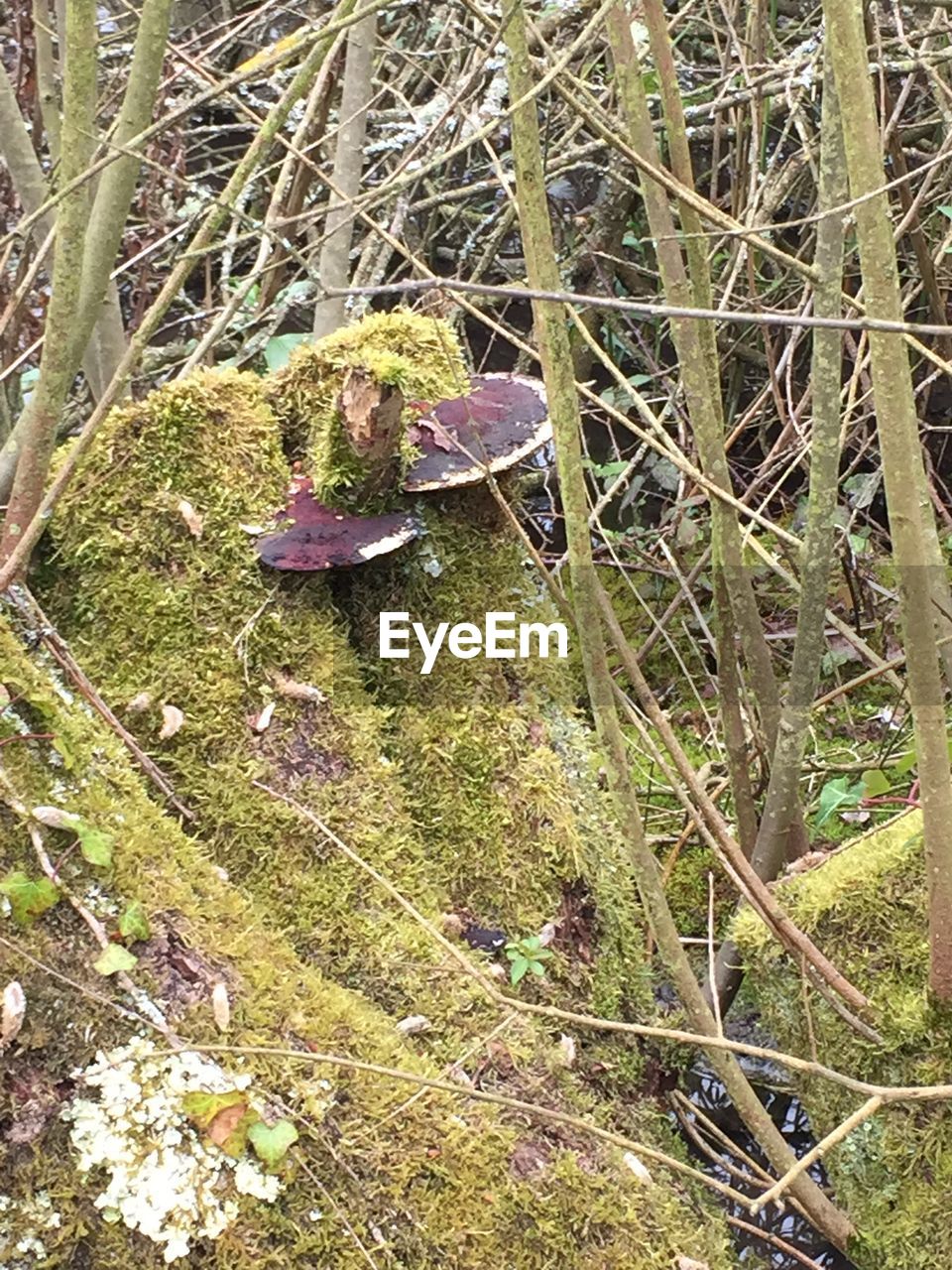 View of mushroom growing on wood