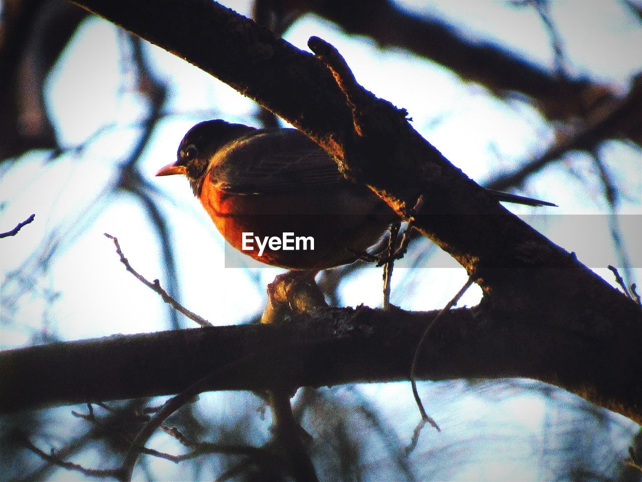 Robin bird on tree branch