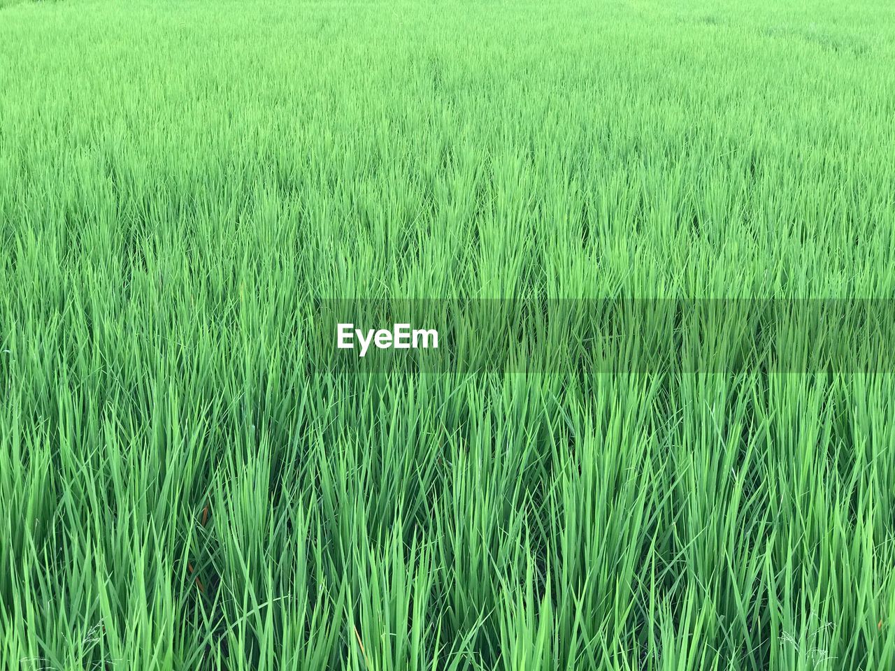 View of wheat field