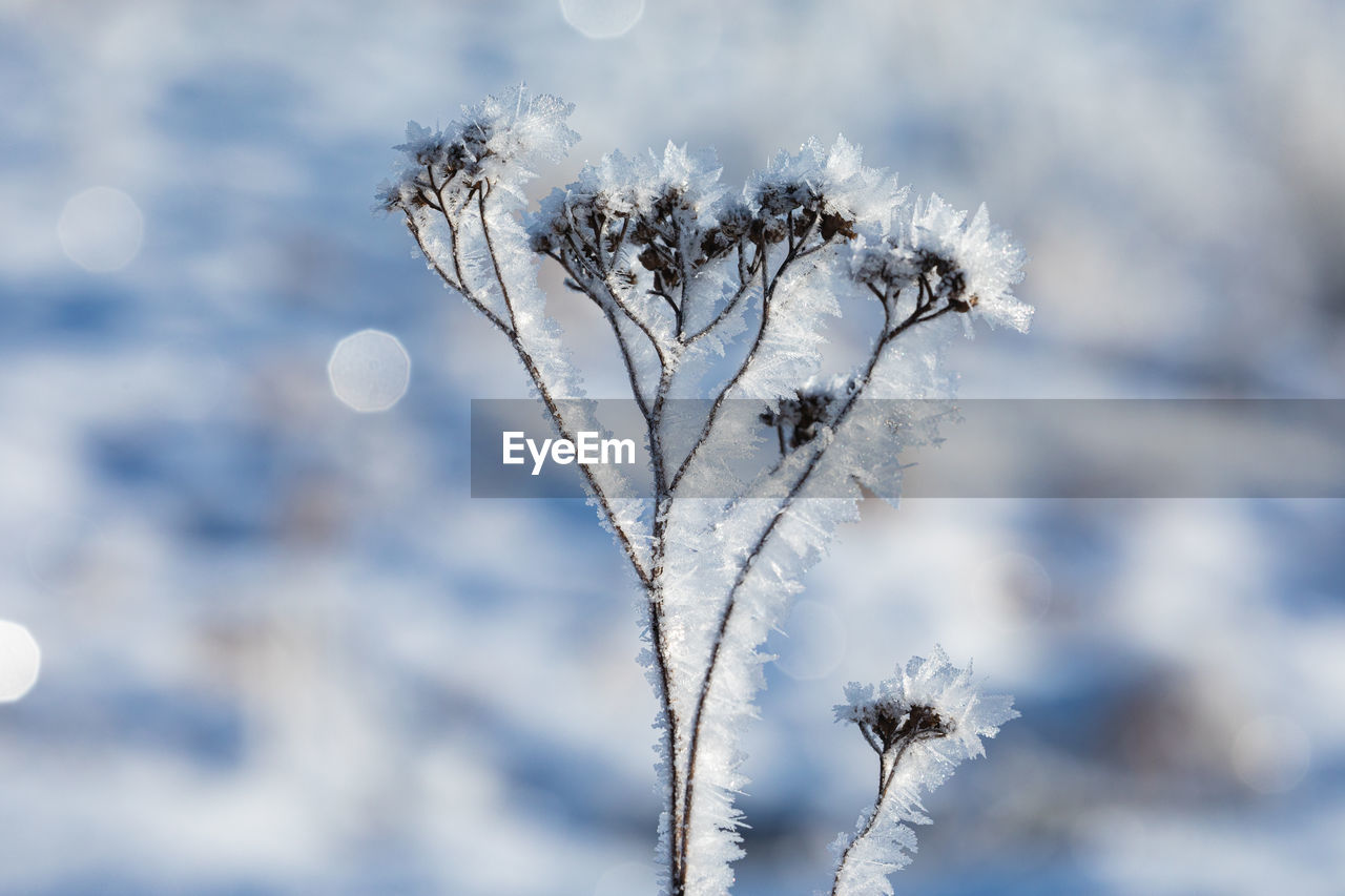 Close-up of frozen plant