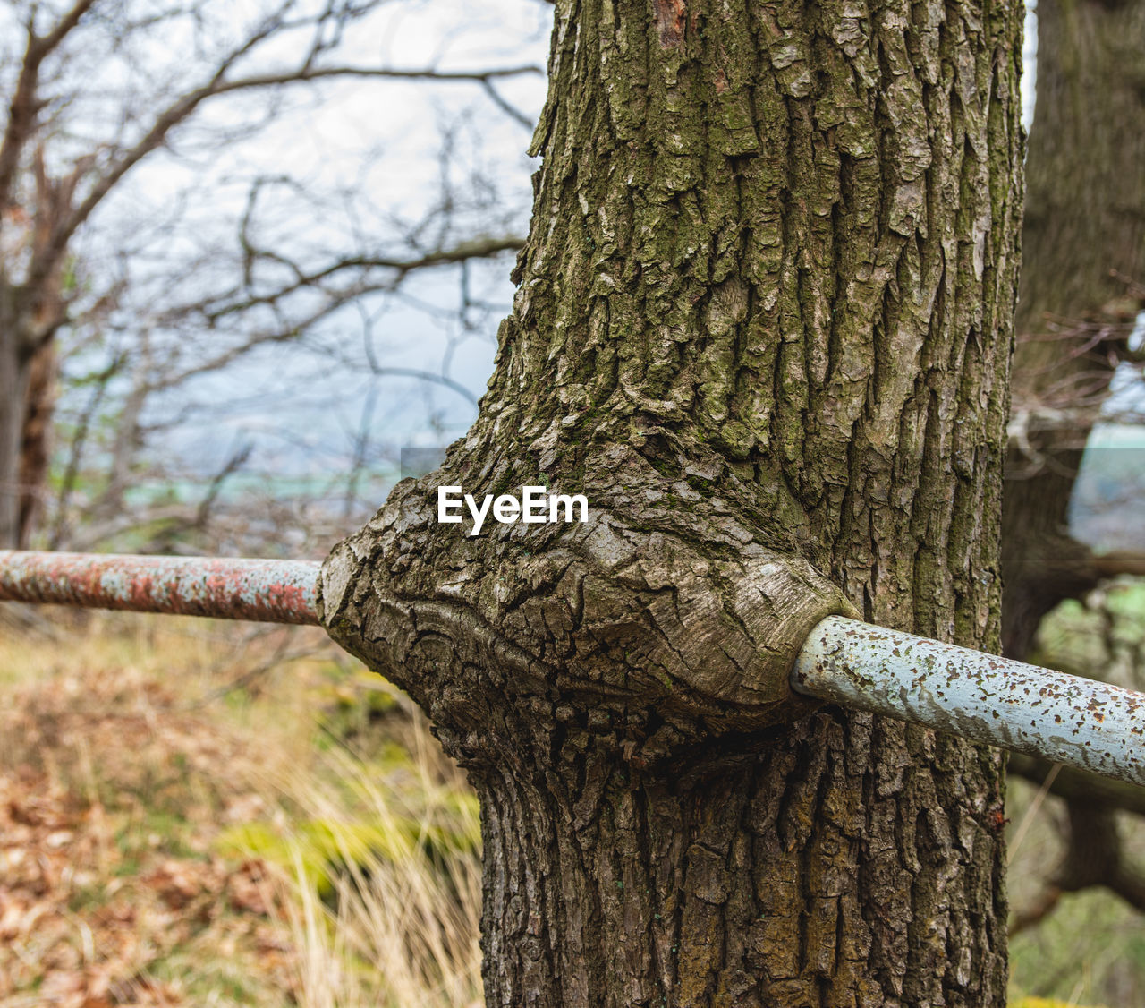 Callus tissue of tree bark holding a steel handrail in place