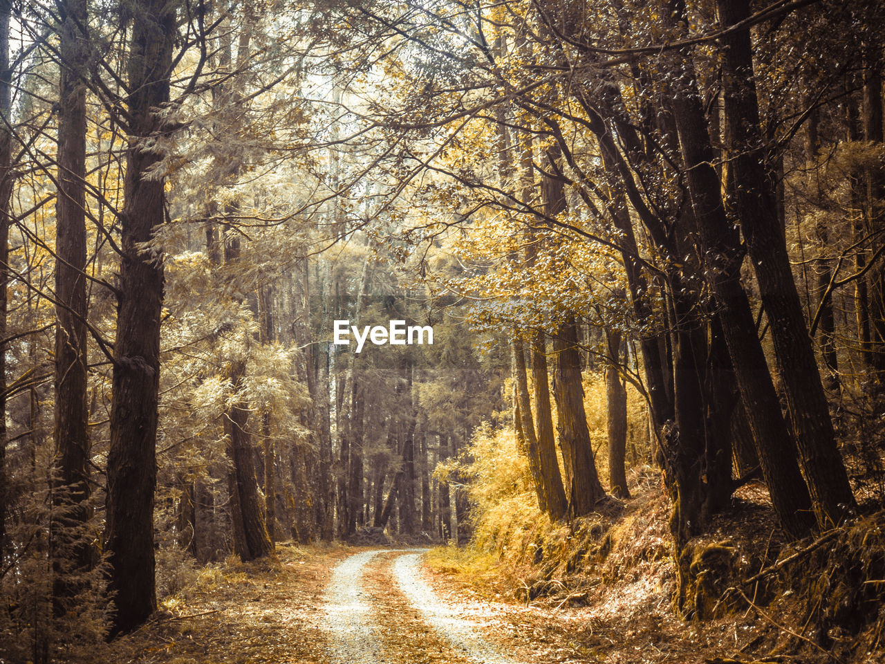 Trees in forest during autumn