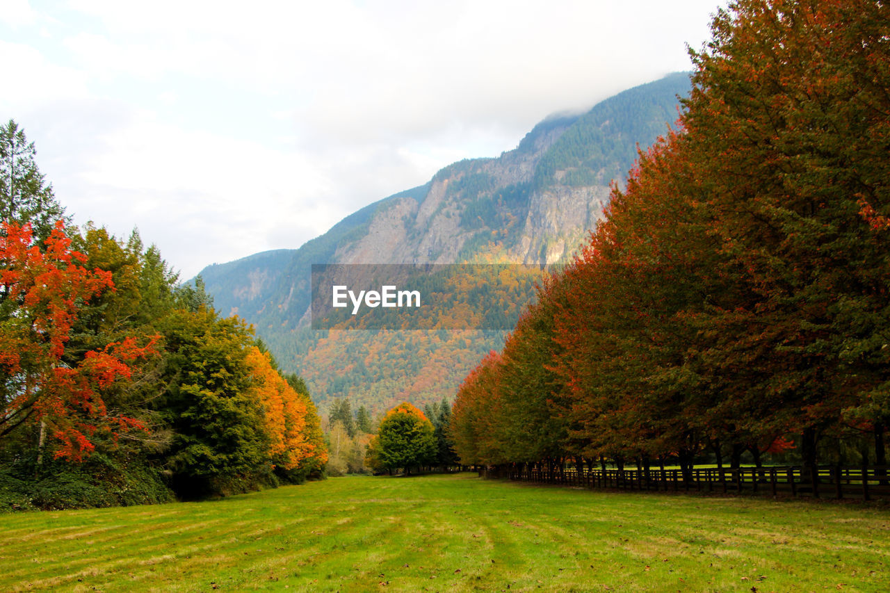 SCENIC VIEW OF TREES AND MOUNTAINS AGAINST SKY