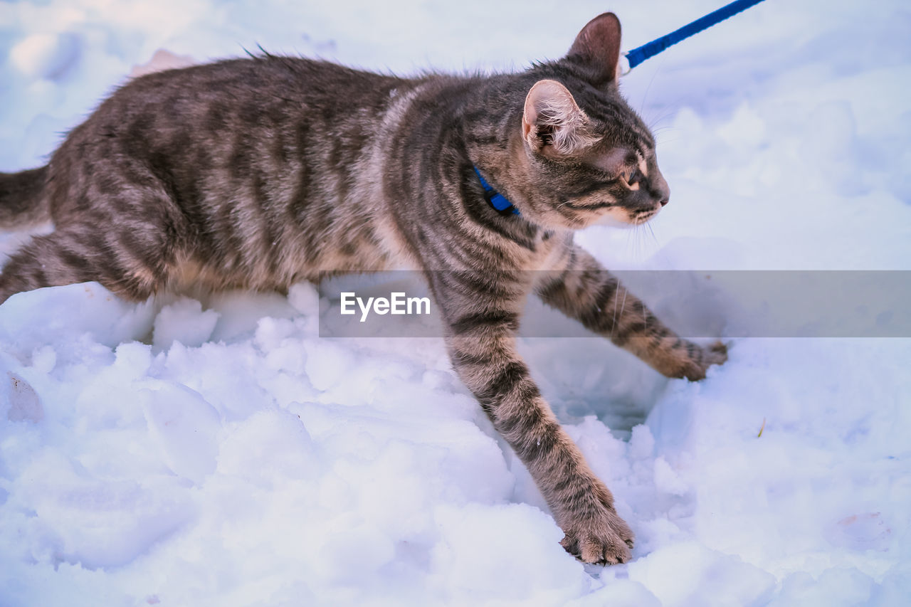 Young cat walking on snow during winter
