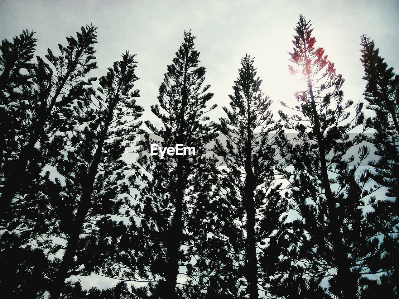 Low angle view of trees against sky