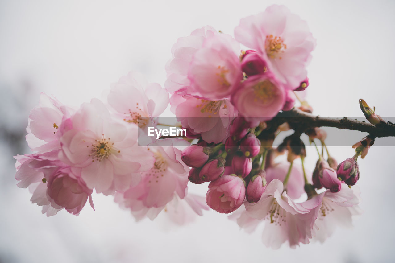 Close-up of pink cherry blossom