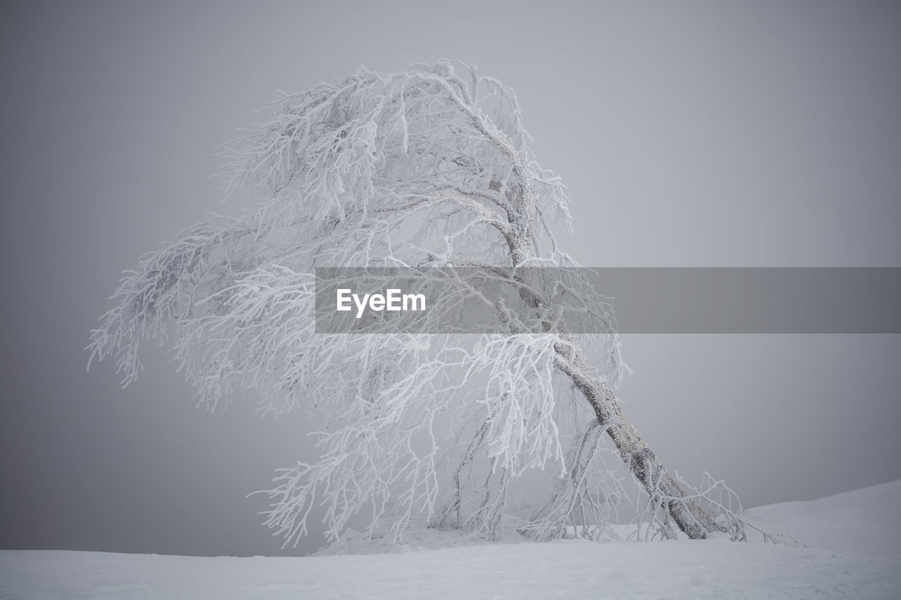 Snow-covered tree in a tranquil scene