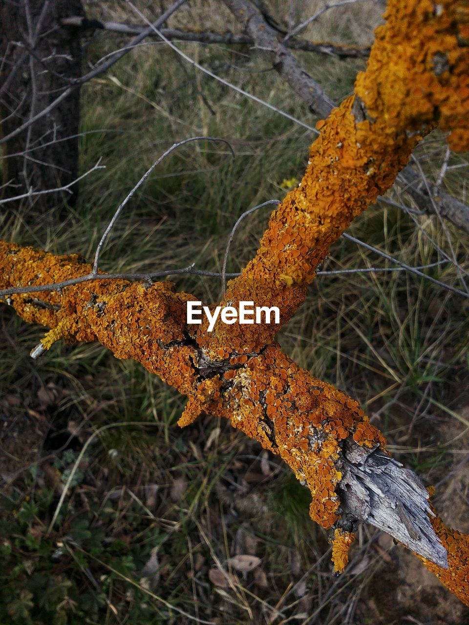 CLOSE-UP OF YELLOW LIZARD ON BRANCH