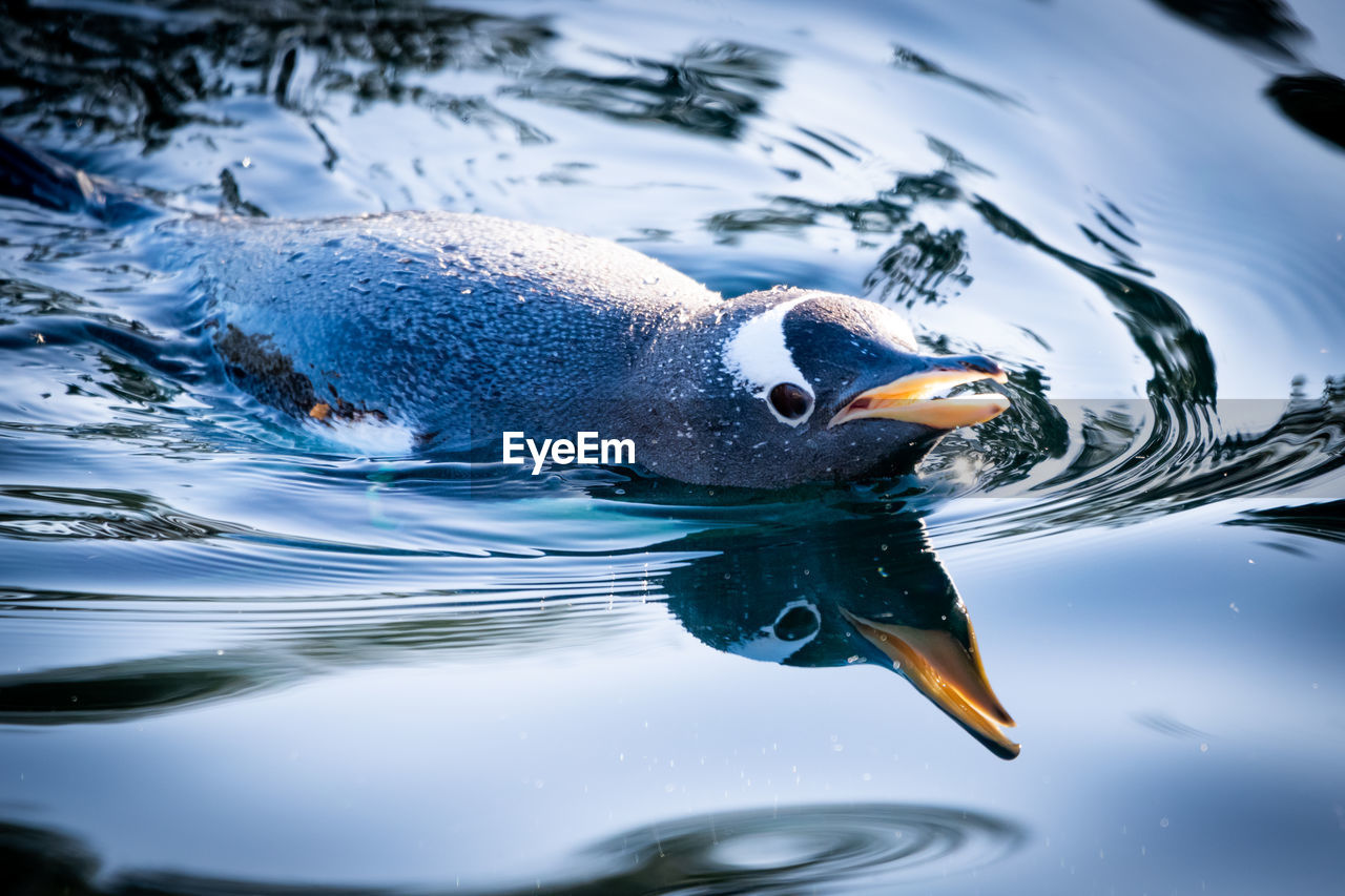 Close-up of penguin swimming in lake