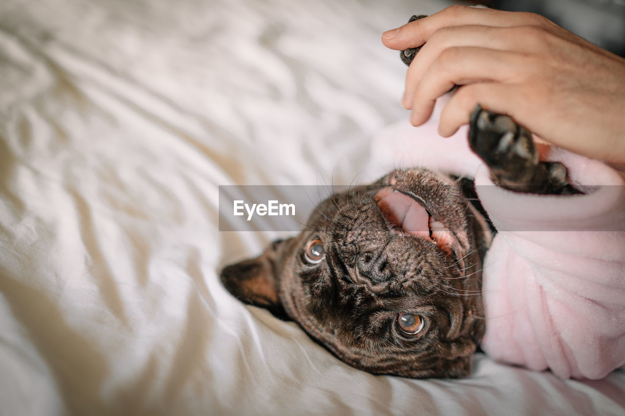 French bulldog playing with owner