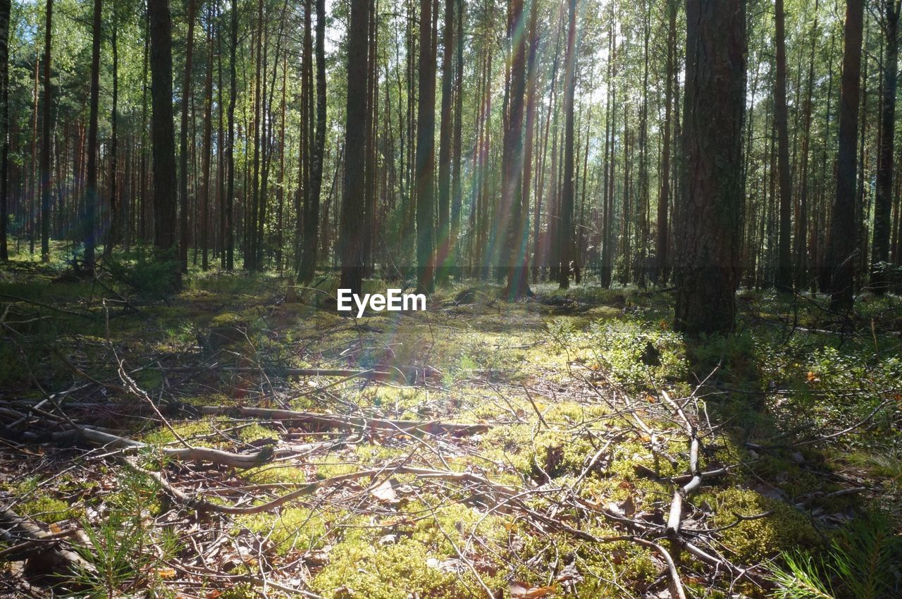 VIEW OF TREES IN FOREST