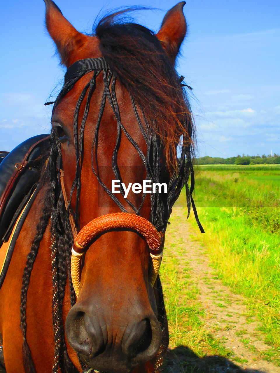 CLOSE-UP OF A HORSE