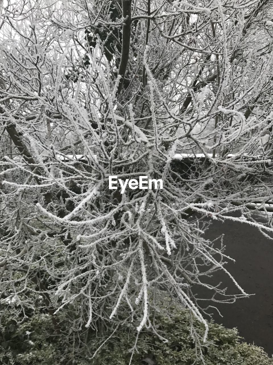 CLOSE-UP OF BARE TREE IN FOREST