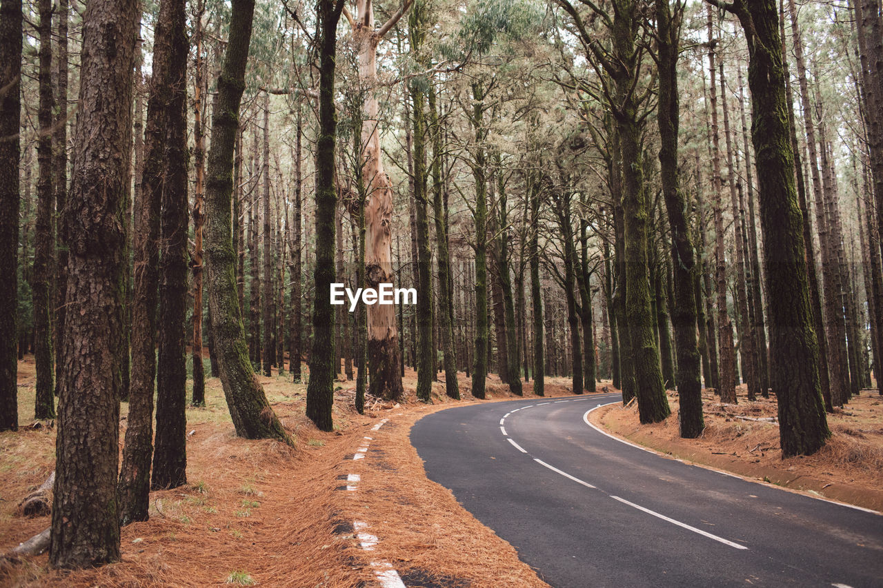 Road amidst trees in forest