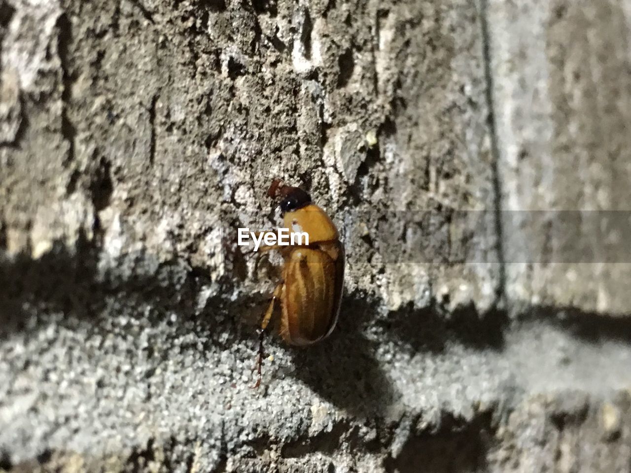 Close-up of bug on wall