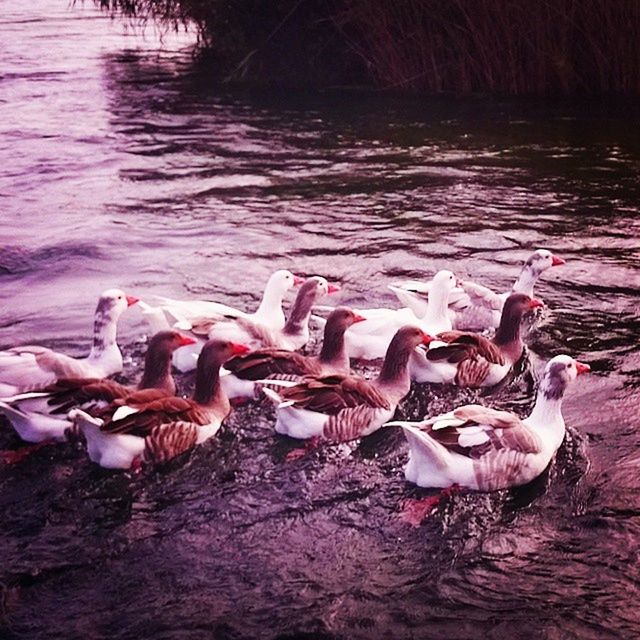 water, wildlife, animal, animal themes, animal wildlife, water bird, bird, group of animals, lake, nature, no people, large group of animals, ducks, geese and swans, day, beauty in nature, swimming, duck, outdoors, swan, pink