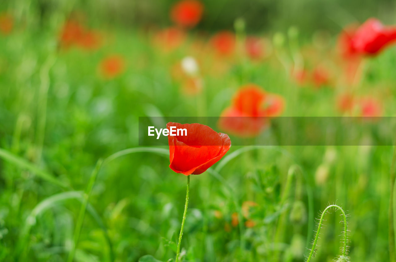 CLOSE-UP OF RED POPPY IN FIELD