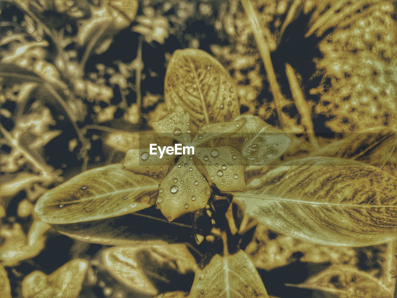 CLOSE-UP OF WATER DROPS ON PLANT