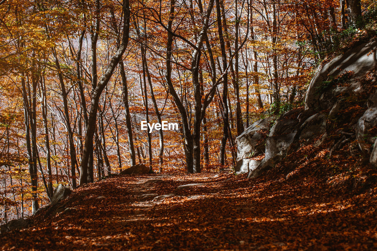 Landscape of an autumn forest at sunset