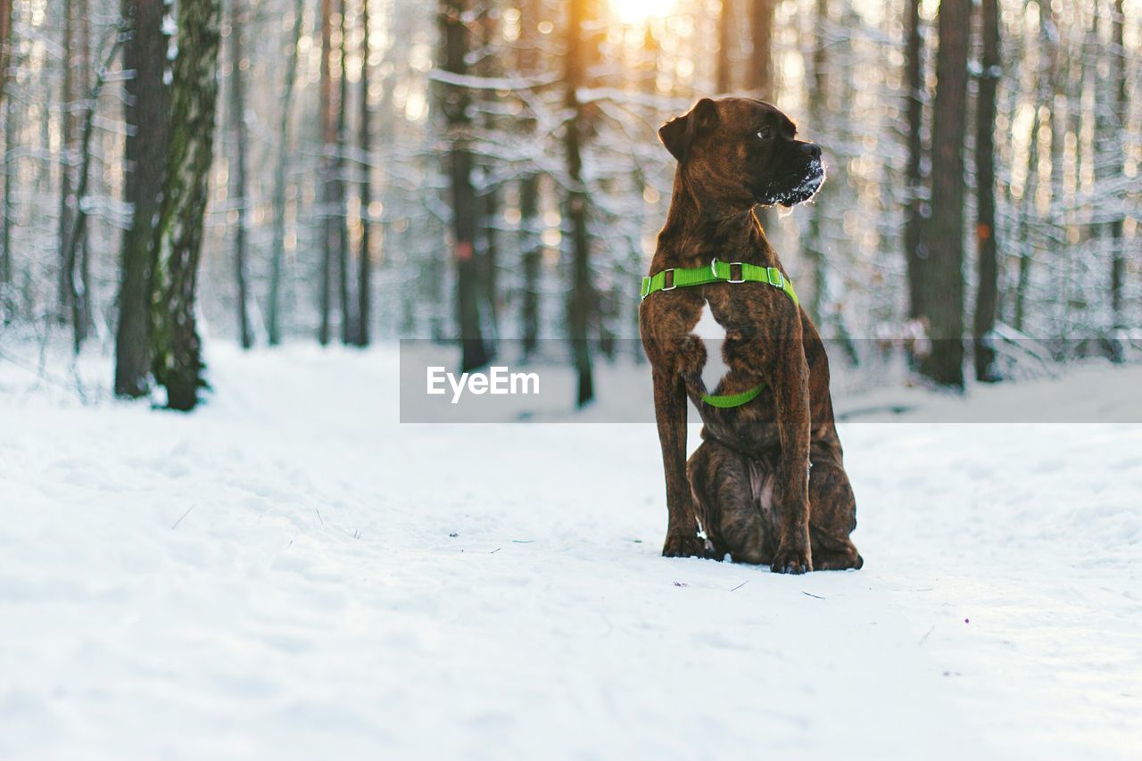 Dog in snow covered forest